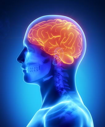 Male anatomy of the human brain
                  in x-ray side on view