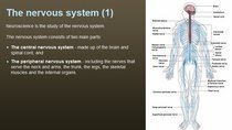 The nervous system