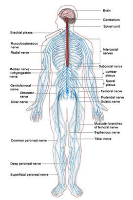 The human nervous system