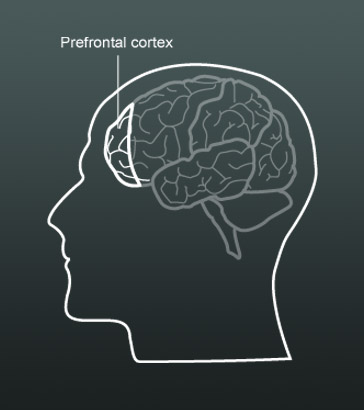 The frontal cortex of the human
brain.