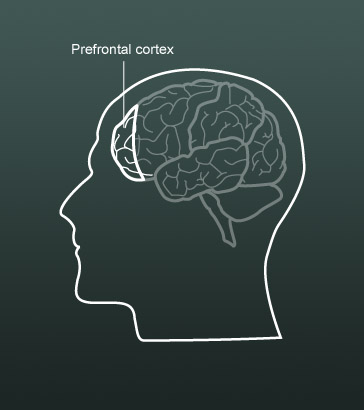 Prefrontal cortex