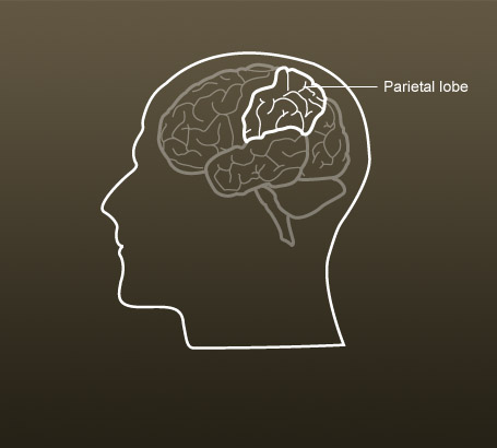 Parietal lobe