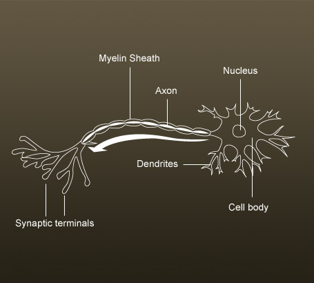 Neuron