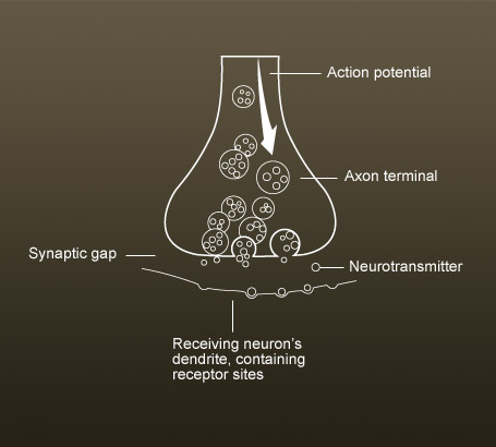 Neuron