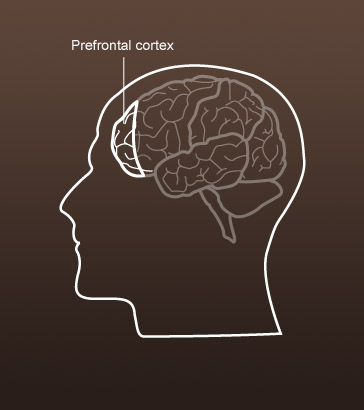 Prefrontal cortex